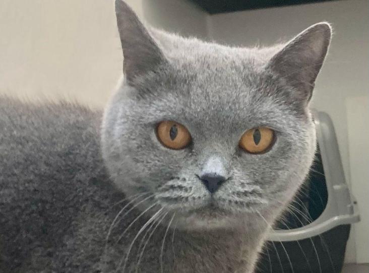 Photo of Smokey