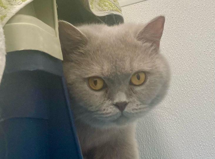 Photo of Cottonball