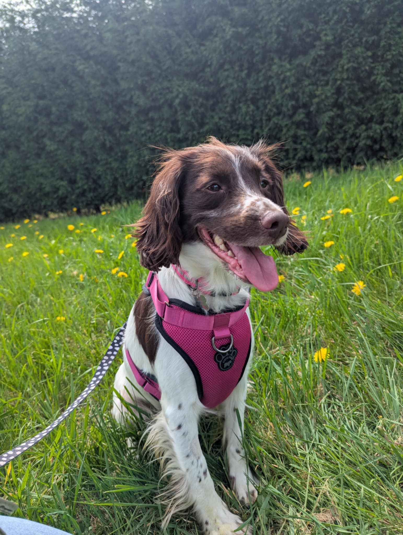 Photo of Skye