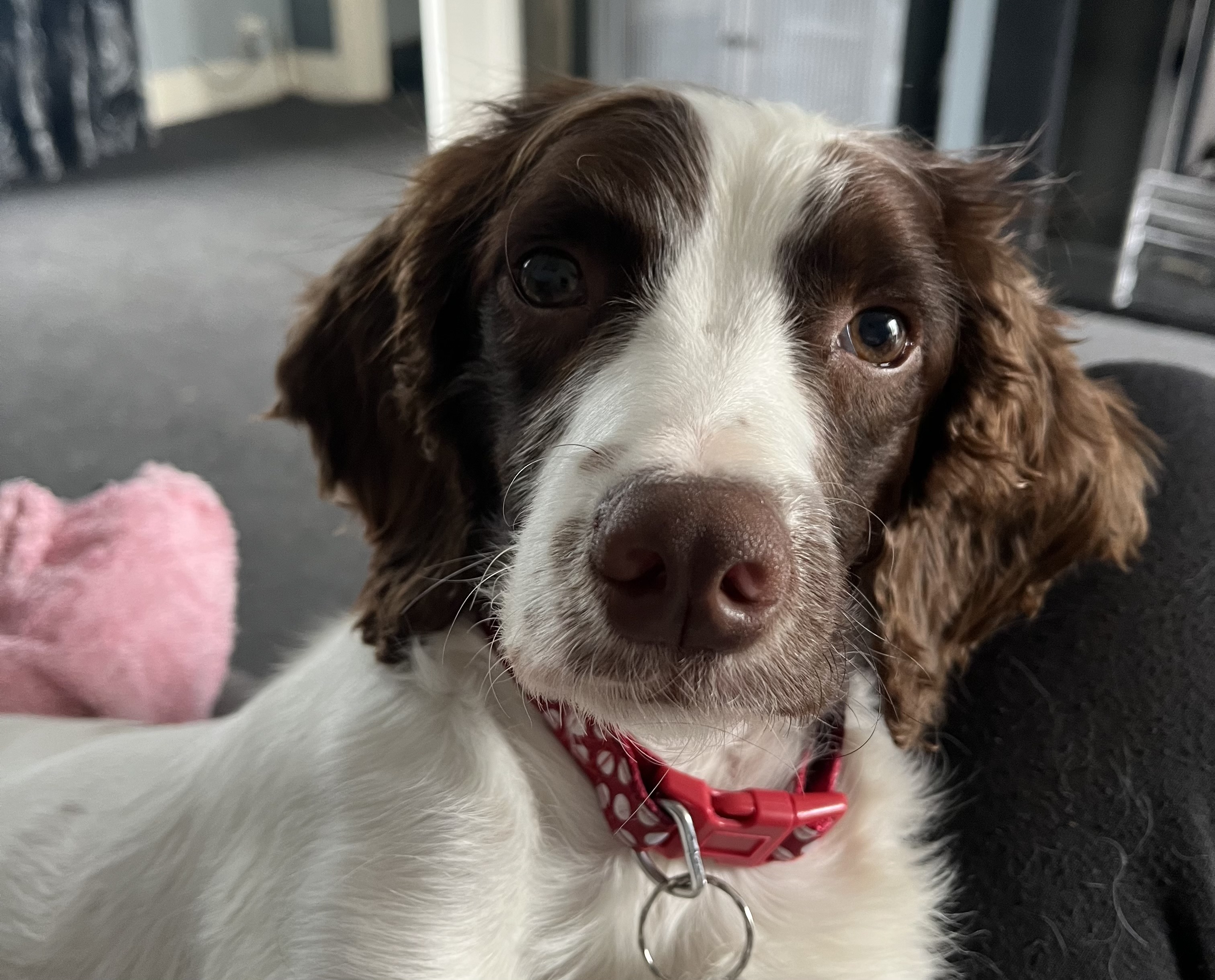 Photo of Tango