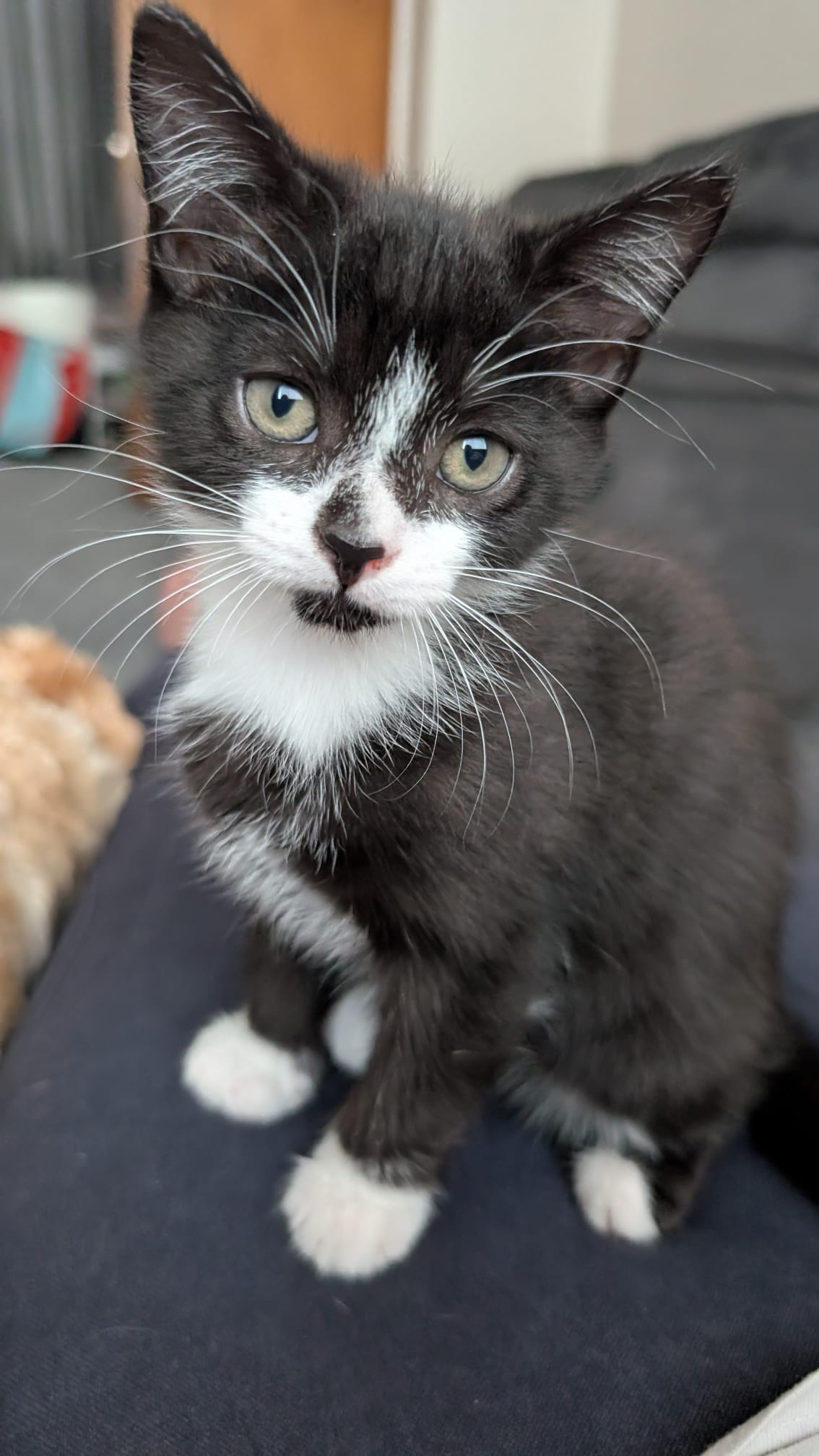 Photo of Rodney