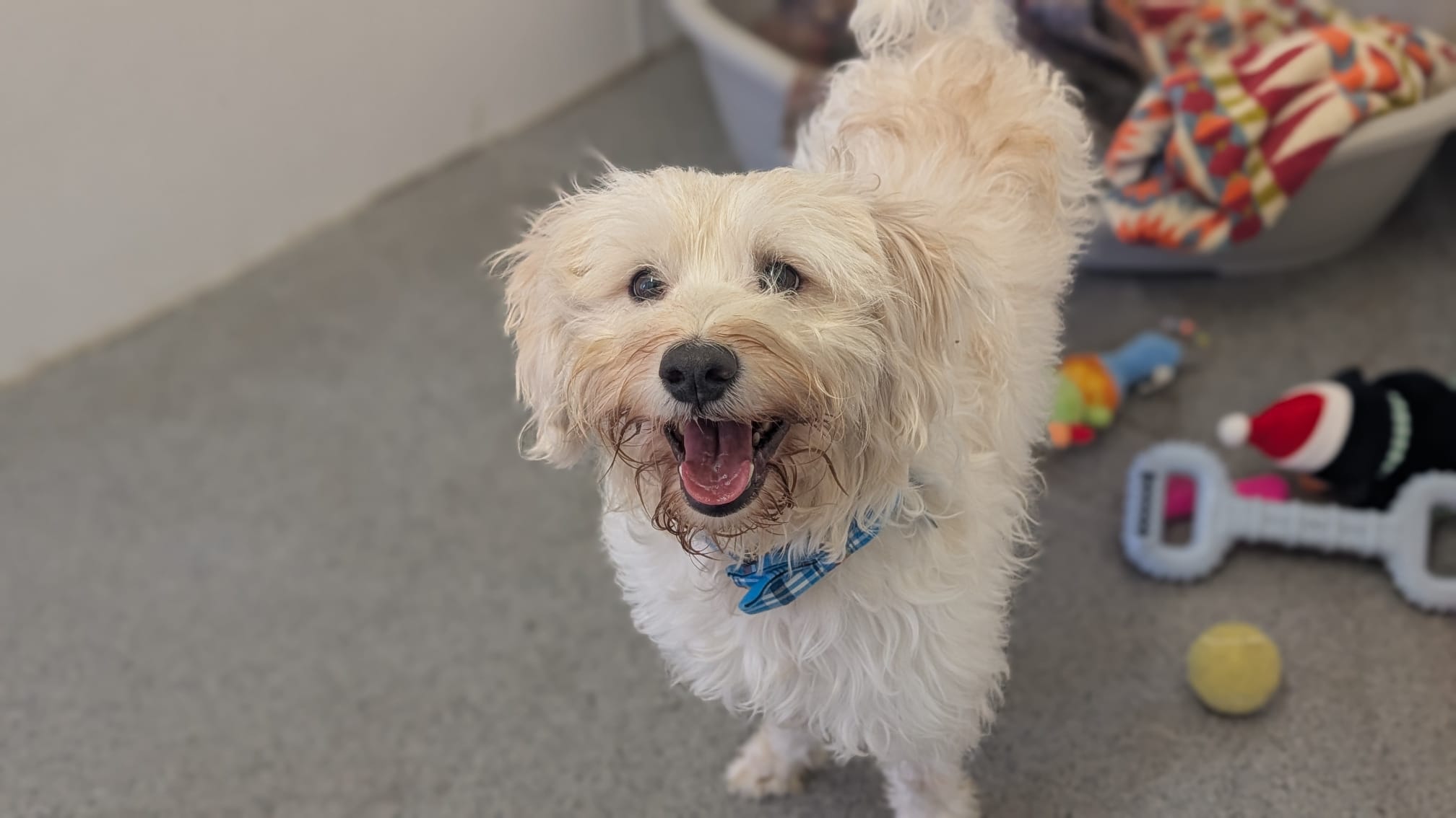 Photo of Lucky
