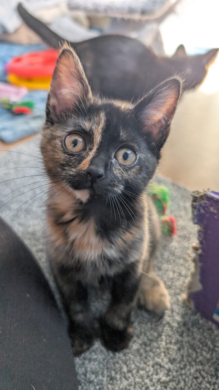 Photo of Olive