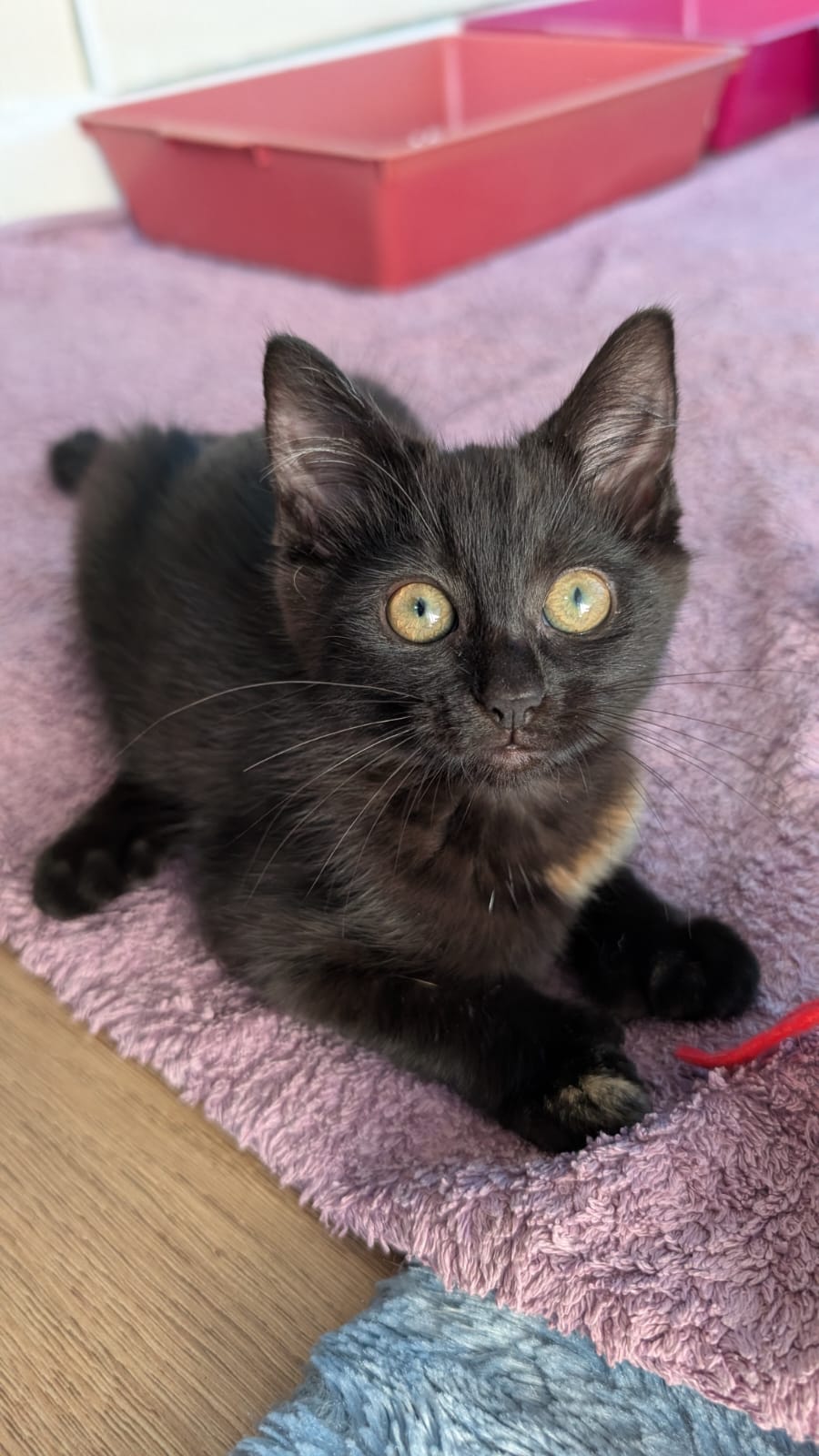 Photo of Misty