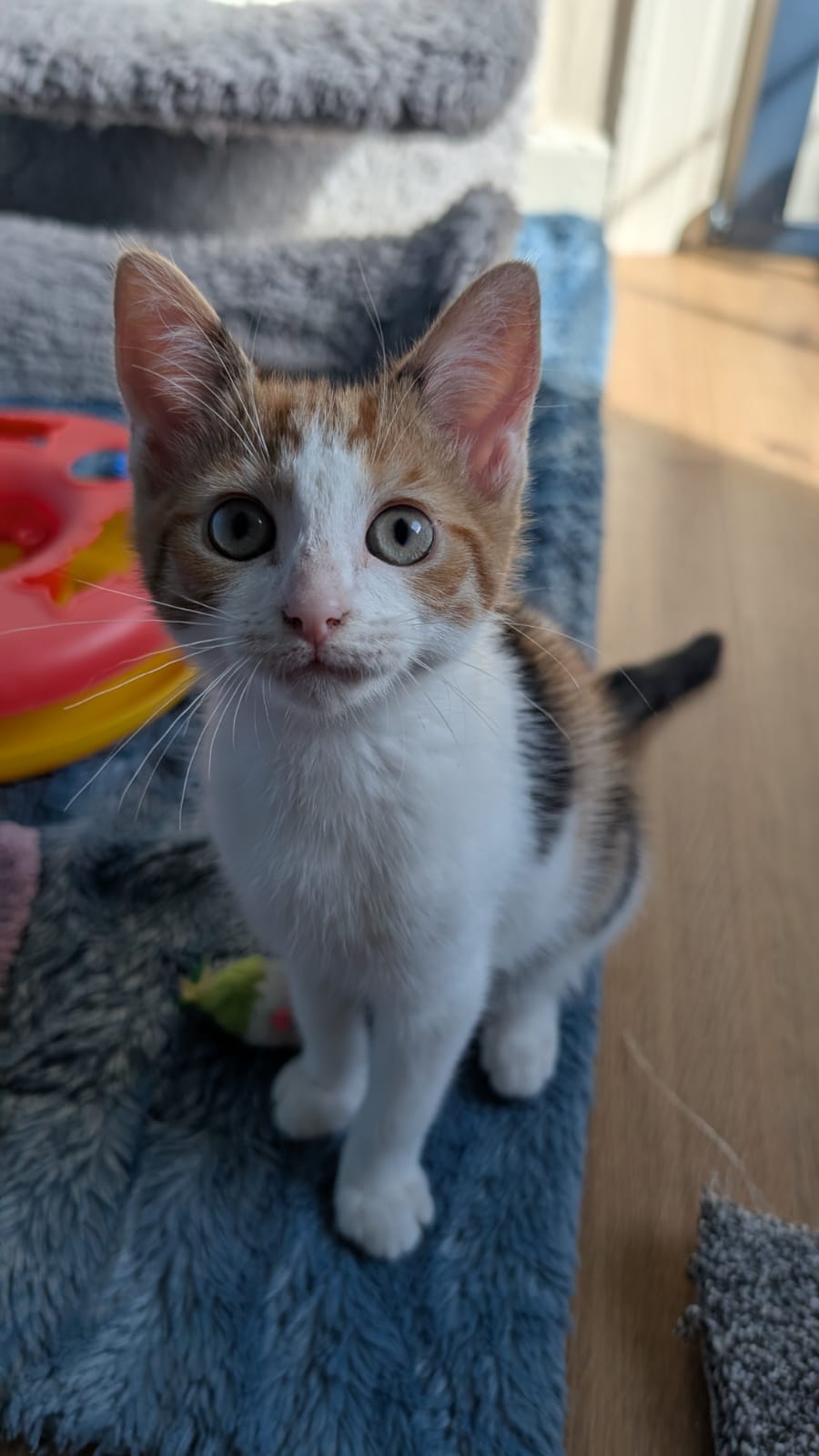 Photo of Clover