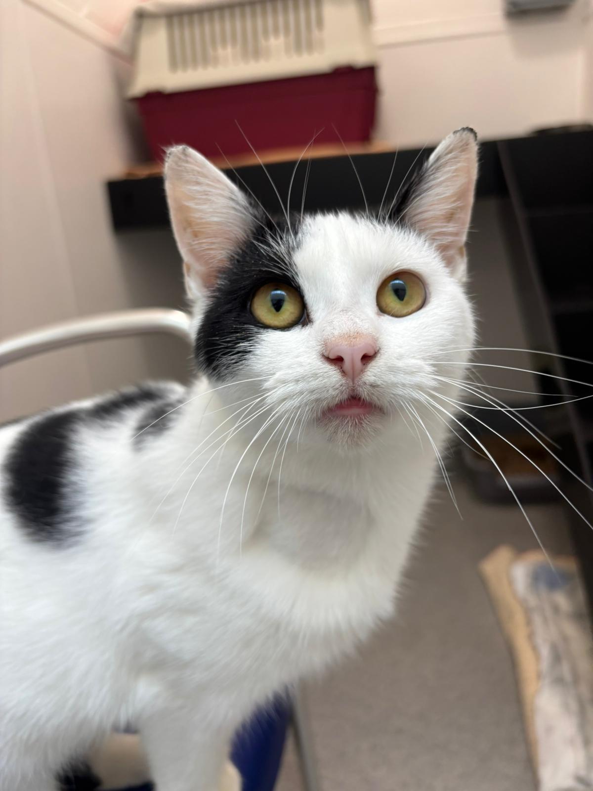 Photo of Chanterelle