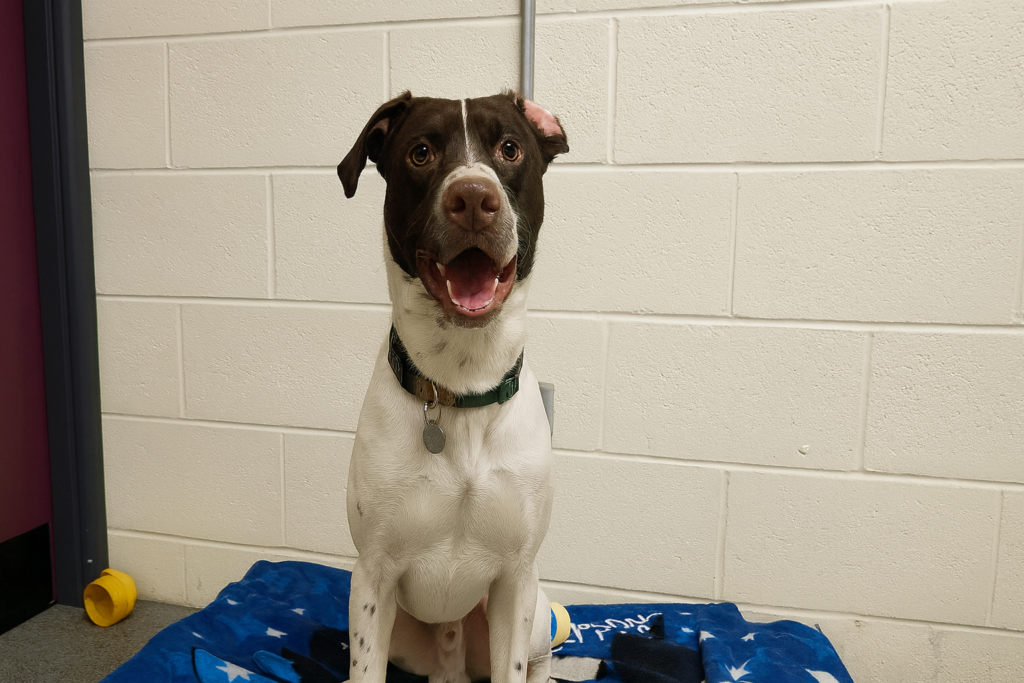 Lucky’s Story: From a Harrowing Rescue to a Hopeful Future