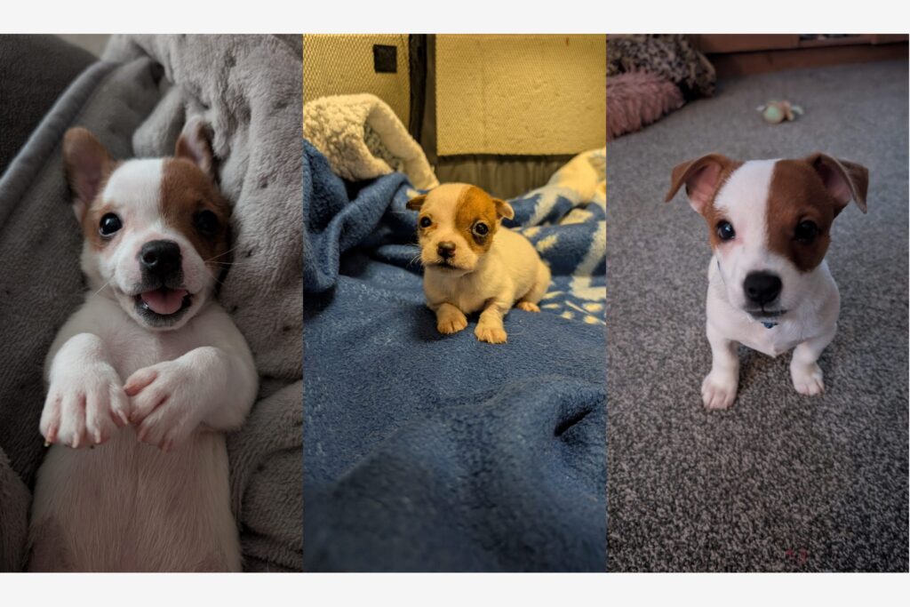 "Meet Rupert… Our Tiny Fighter Who Needs Your Help